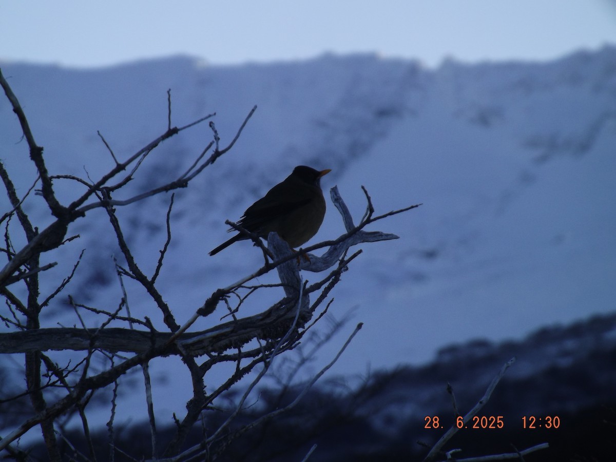 Austral Thrush - ML638188047