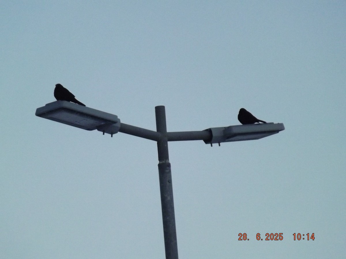 Austral Blackbird - ML638188066