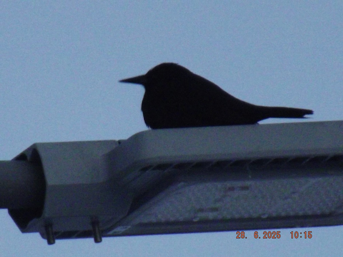 Austral Blackbird - ML638188067
