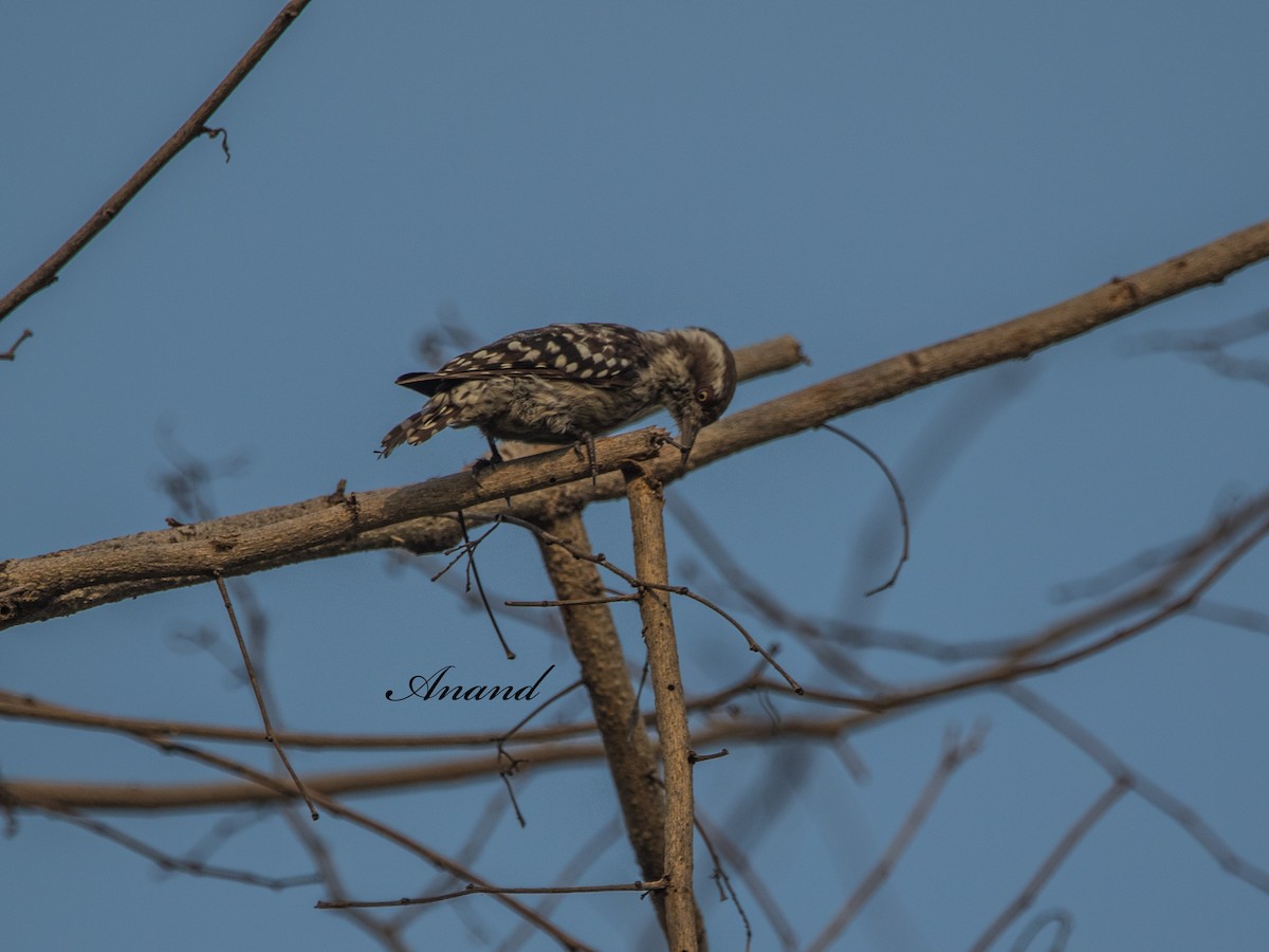 Brown-capped Pygmy Woodpecker - ML638188082