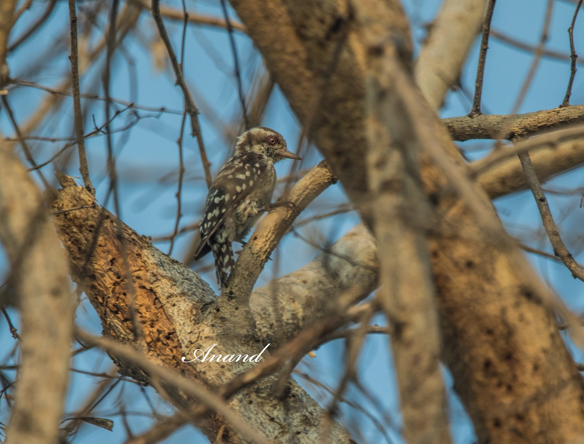 Brown-capped Pygmy Woodpecker - ML638188083