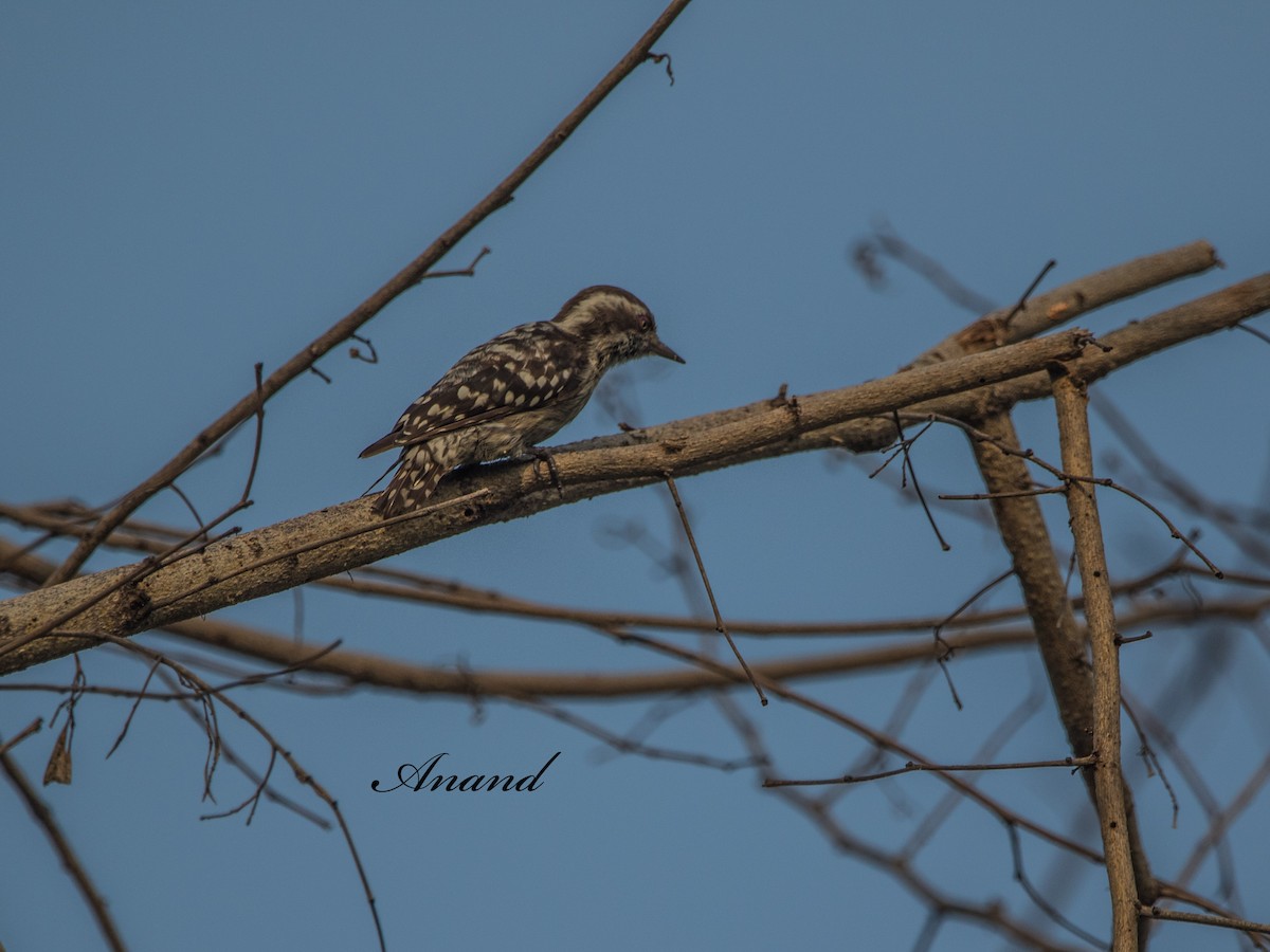 Brown-capped Pygmy Woodpecker - ML638188084