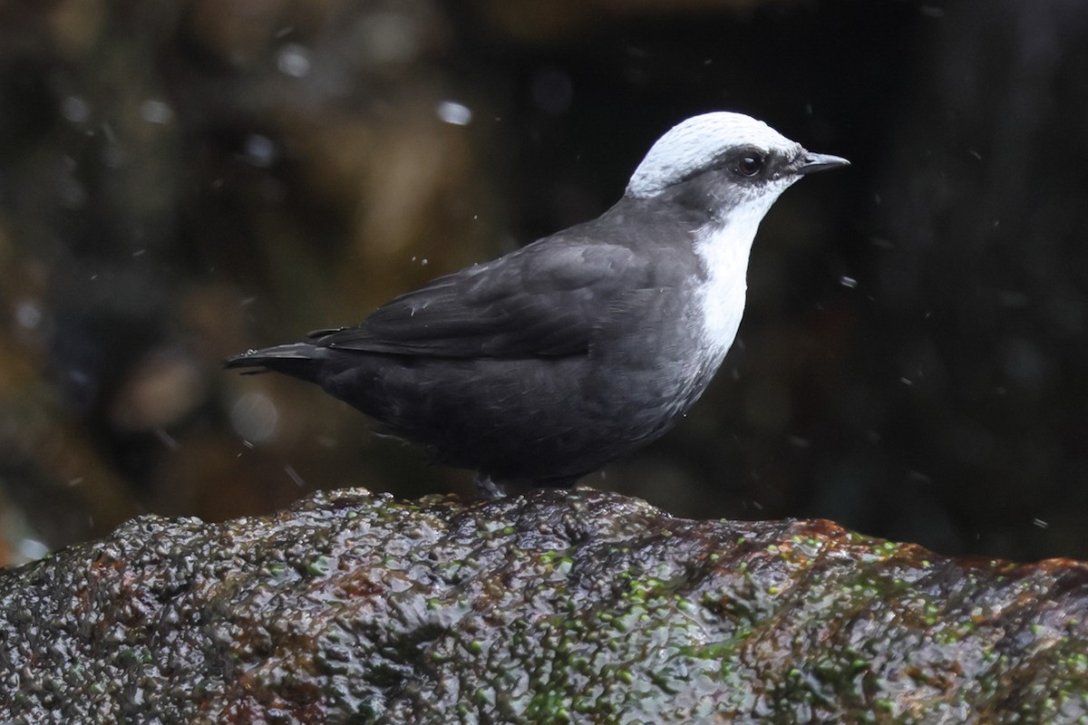 White-capped Dipper - ML638188104