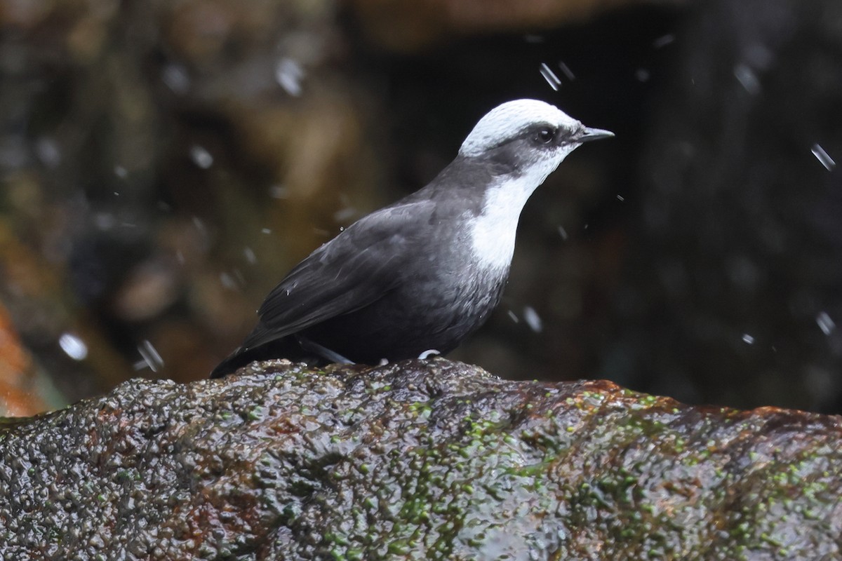 White-capped Dipper - ML638188106