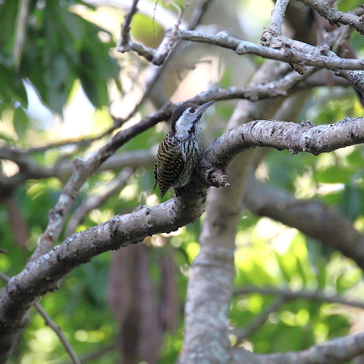 Cardinal Woodpecker - ML638188110
