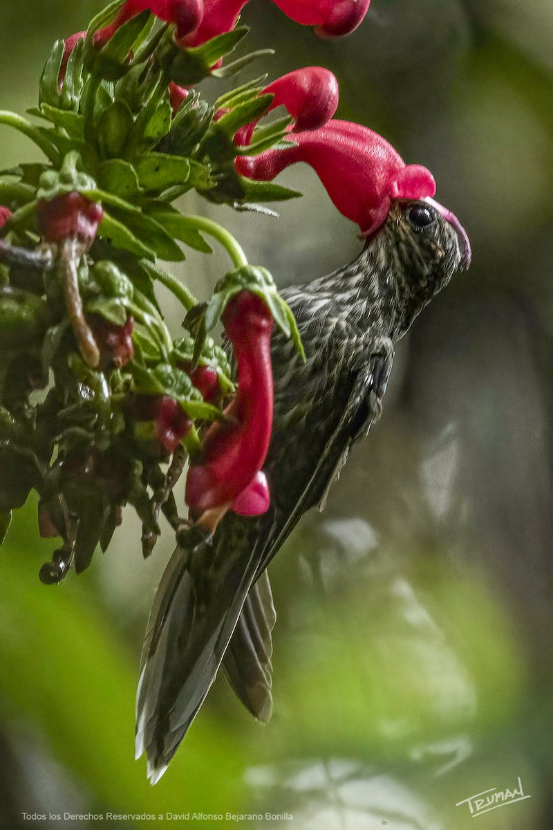 White-tipped Sicklebill - ML638188112