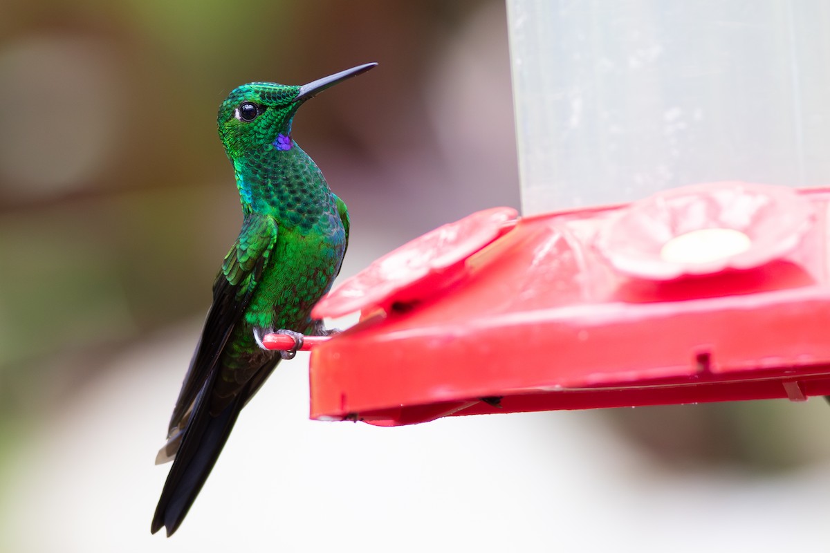 Green-crowned Brilliant - ML638188130
