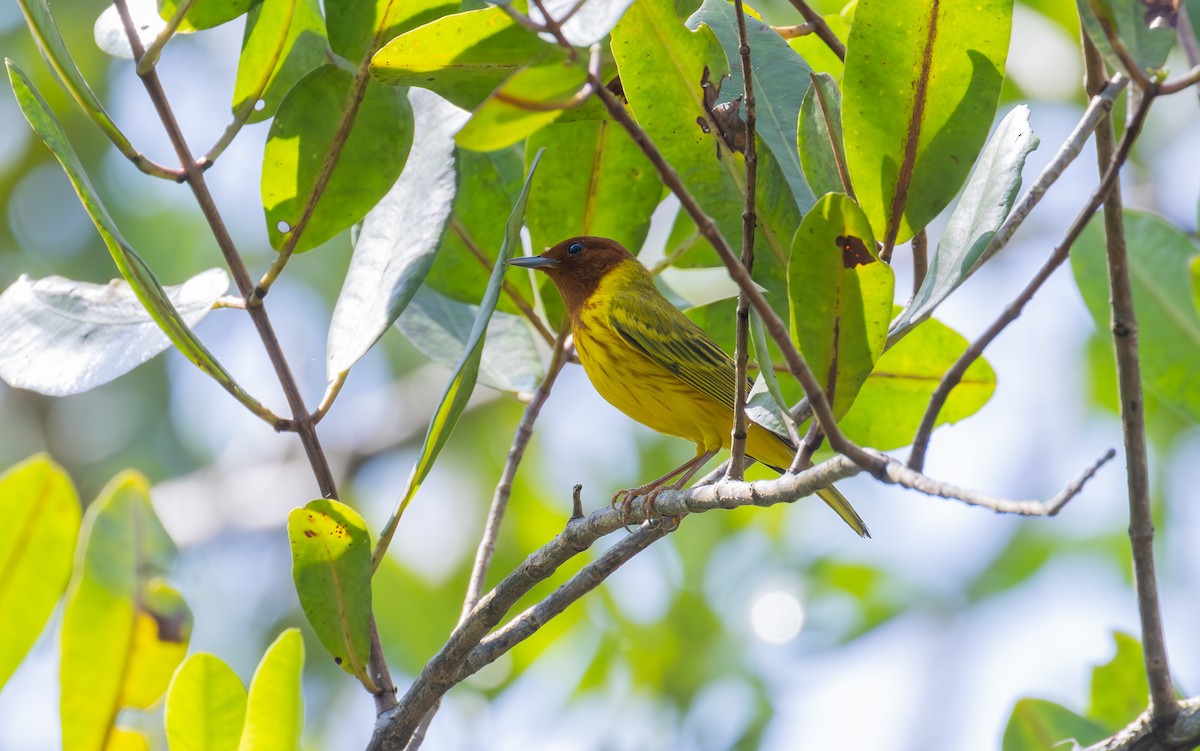 Yellow Warbler (Mangrove) - ML638188262