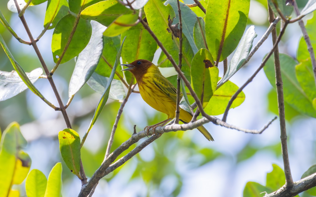 Yellow Warbler (Mangrove) - ML638188263