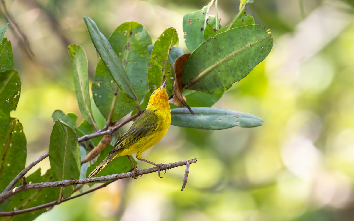Yellow Warbler (Mangrove) - ML638188265