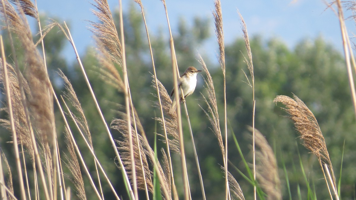 Great Reed Warbler - ML638188350
