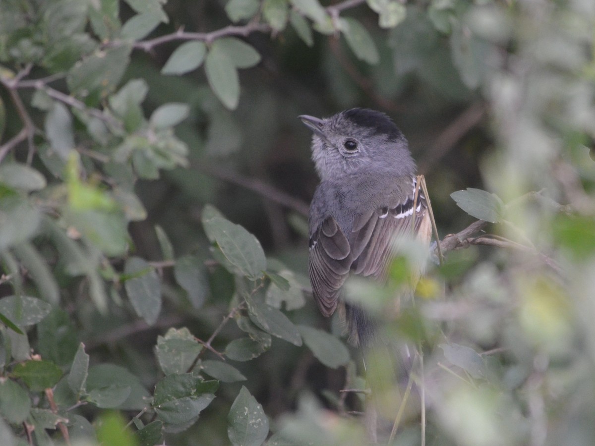 Variable Antshrike - ML638188375