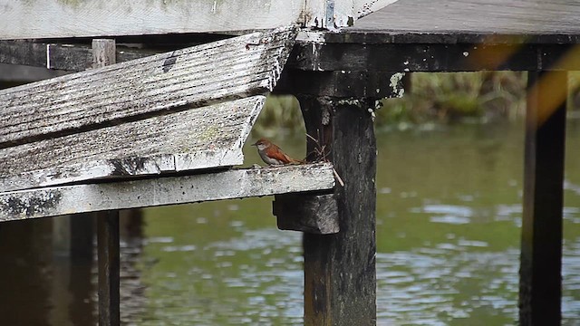 Yellow-chinned Spinetail - ML638188439