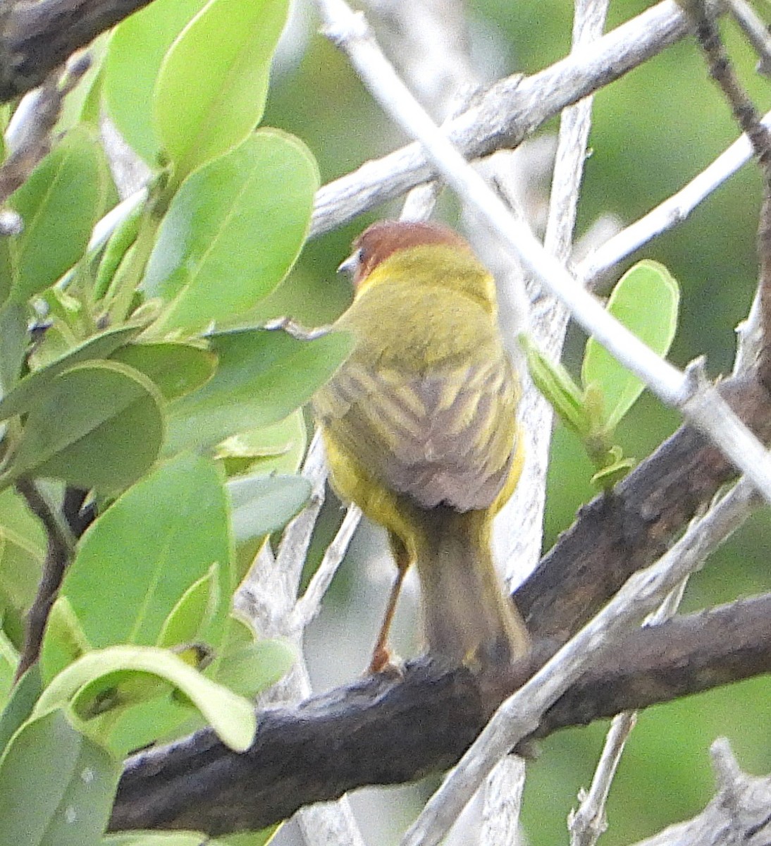 Yellow Warbler (Mangrove) - ML638188447