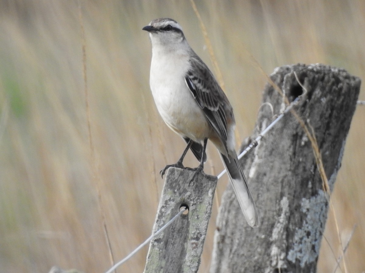 Chalk-browed Mockingbird - ML638188455