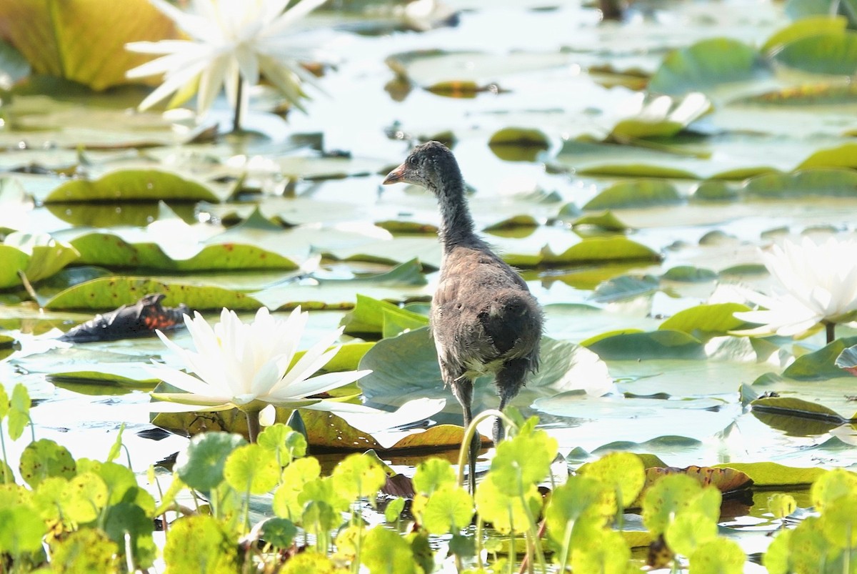 Common Gallinule - ML638188468