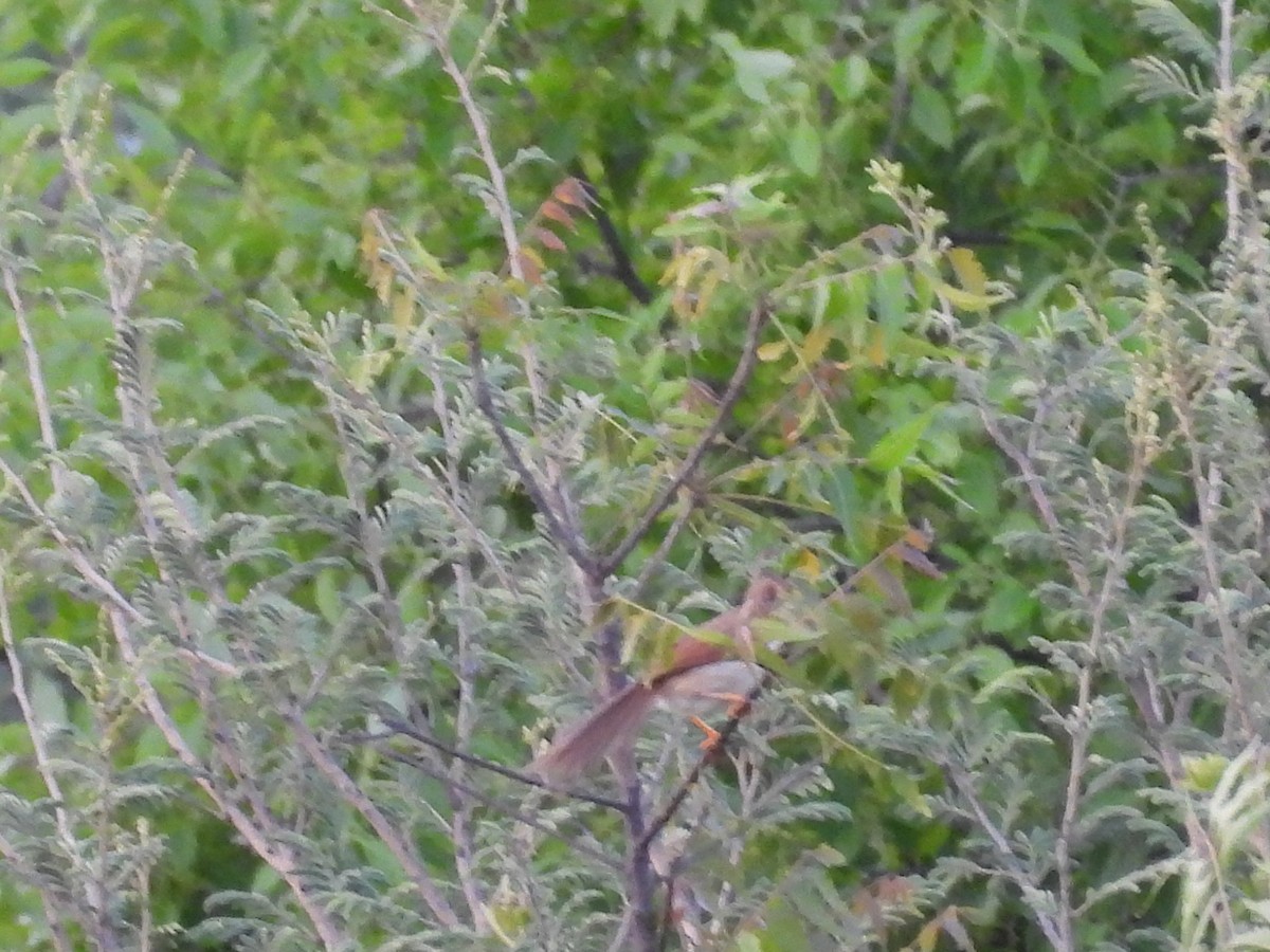 Yellow-eyed Babbler - ML638188494