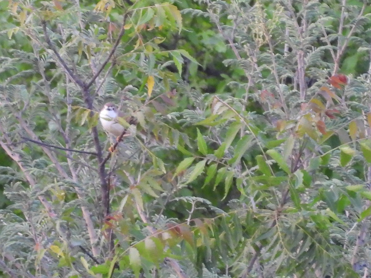 Yellow-eyed Babbler - ML638188496
