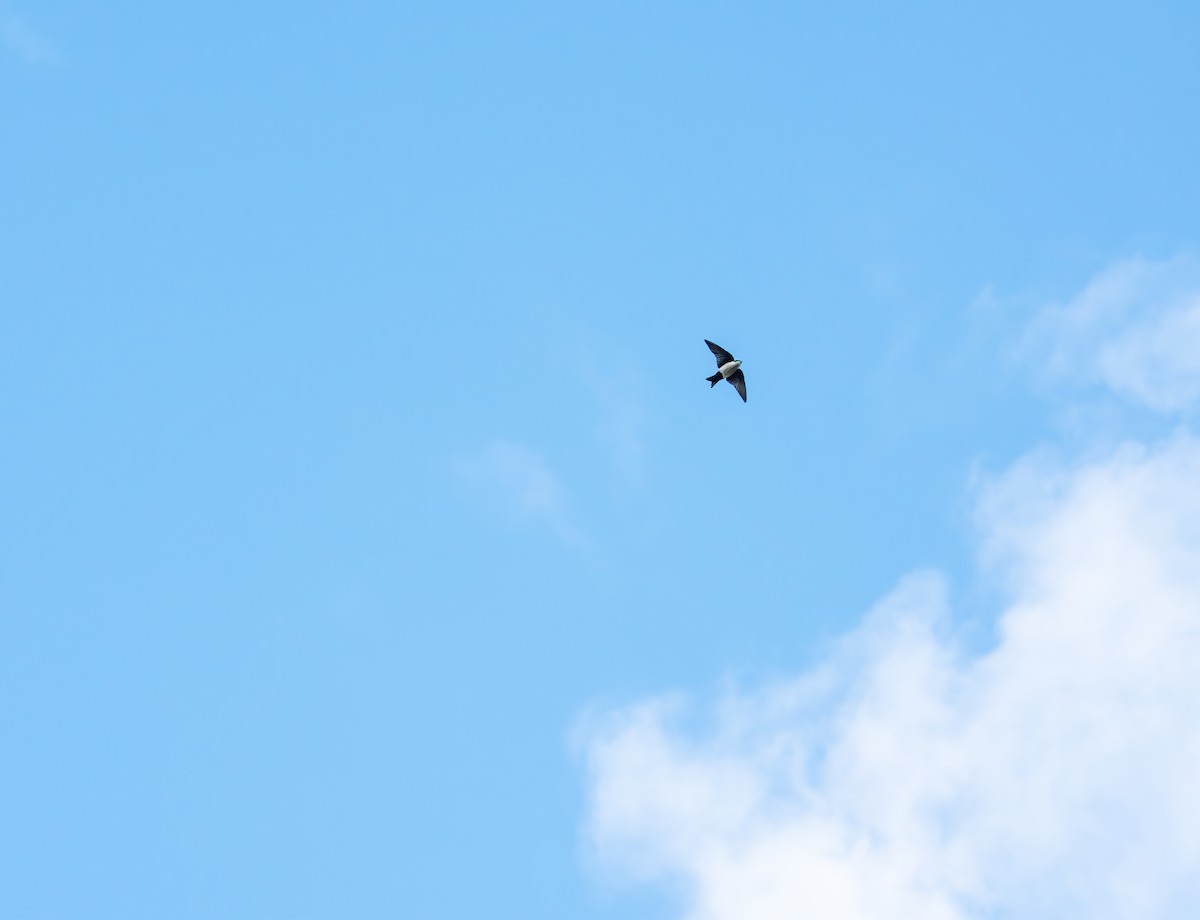 Blue-and-white Swallow - ML638188497