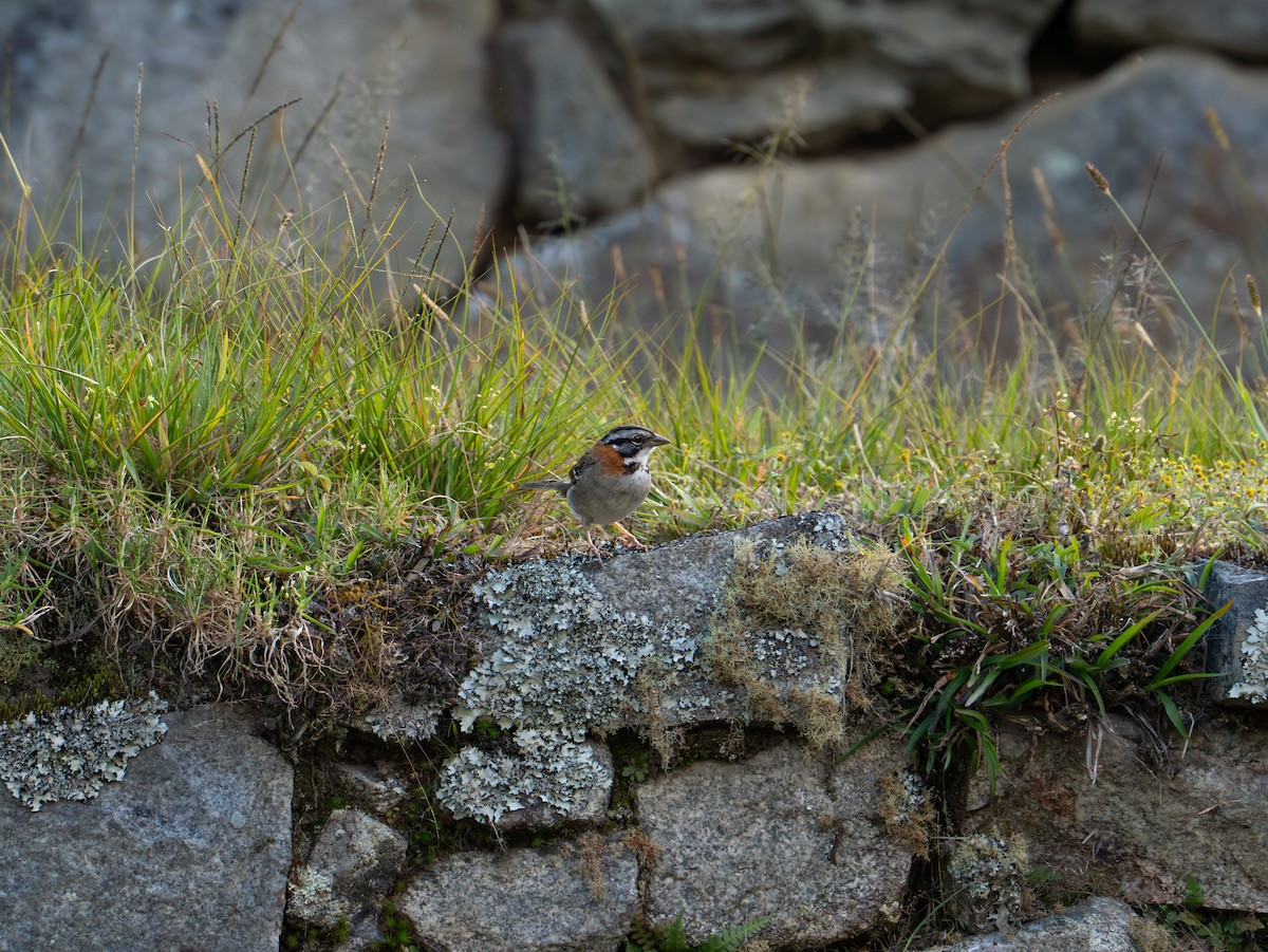Rufous-collared Sparrow - ML638188499