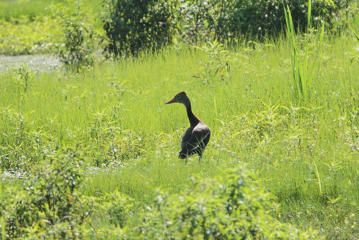 Black-bellied Whistling-Duck - ML638188500
