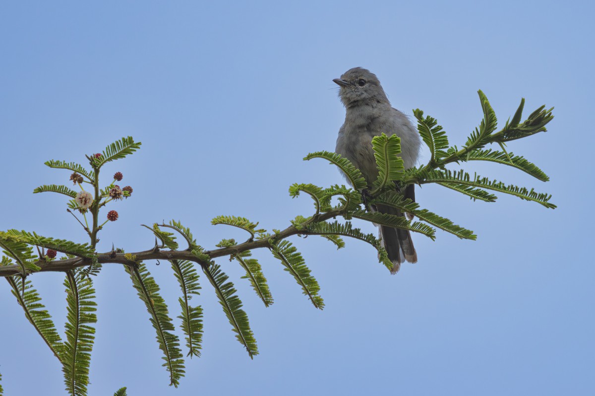White-eyed Slaty-Flycatcher - ML638188501