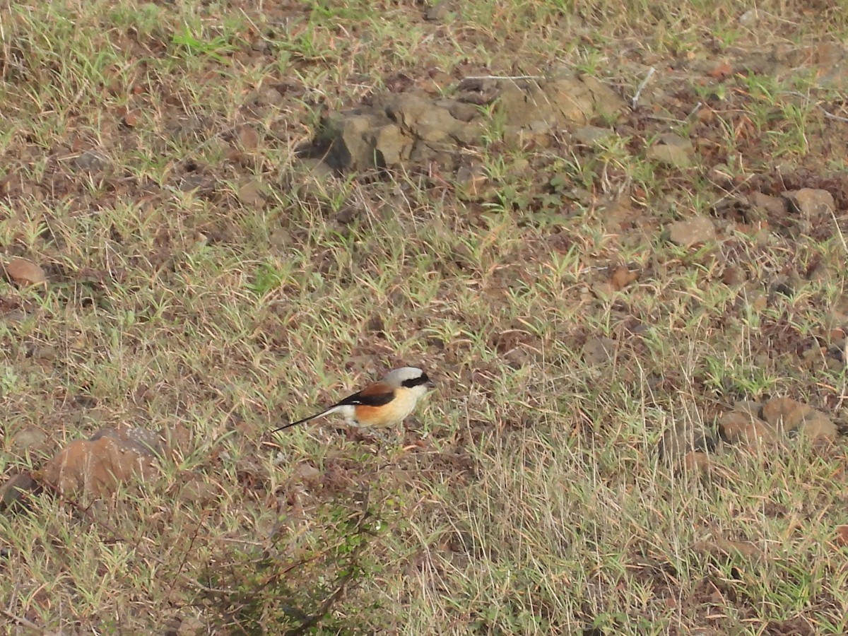 Bay-backed Shrike - ML638188529