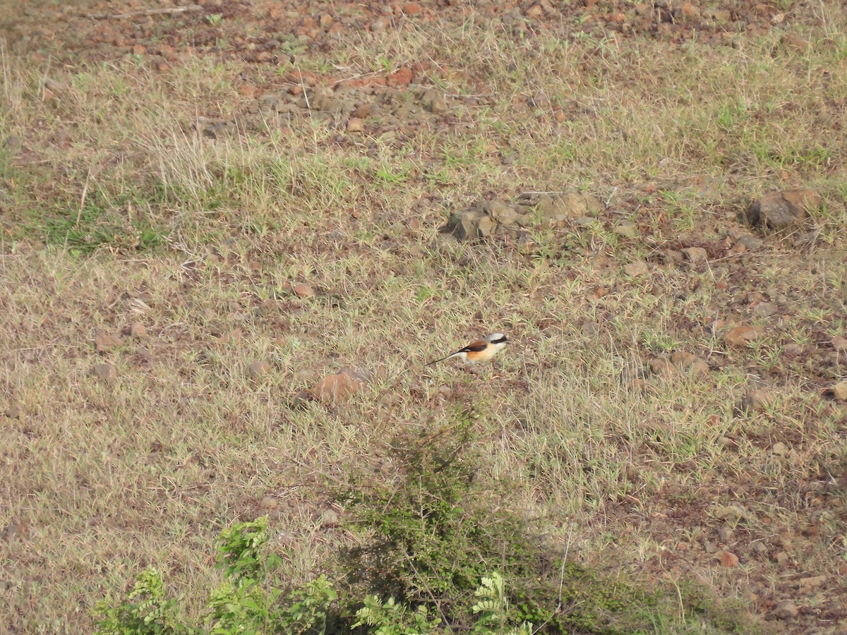 Bay-backed Shrike - ML638188531