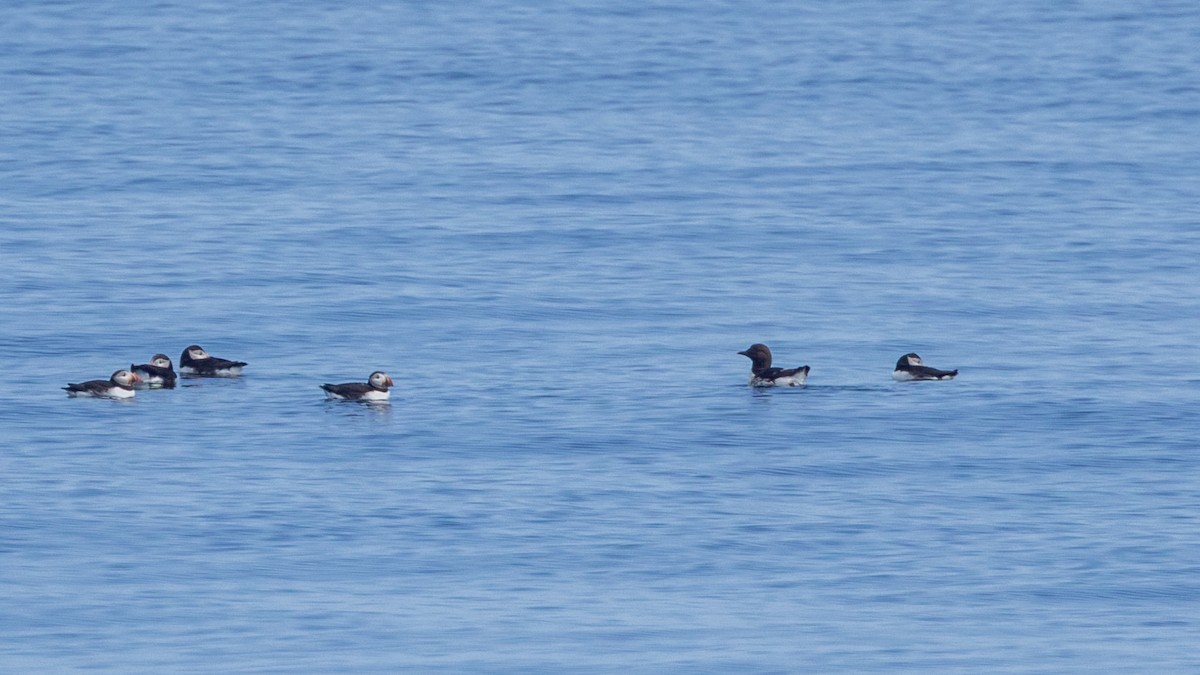 Guillemot marmette - ML638188598