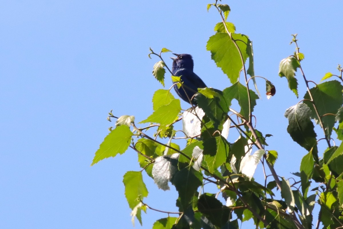 Indigo Bunting - ML638188614