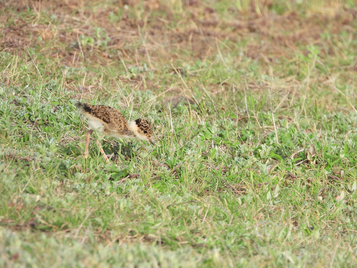 Yellow-wattled Lapwing - ML638188619