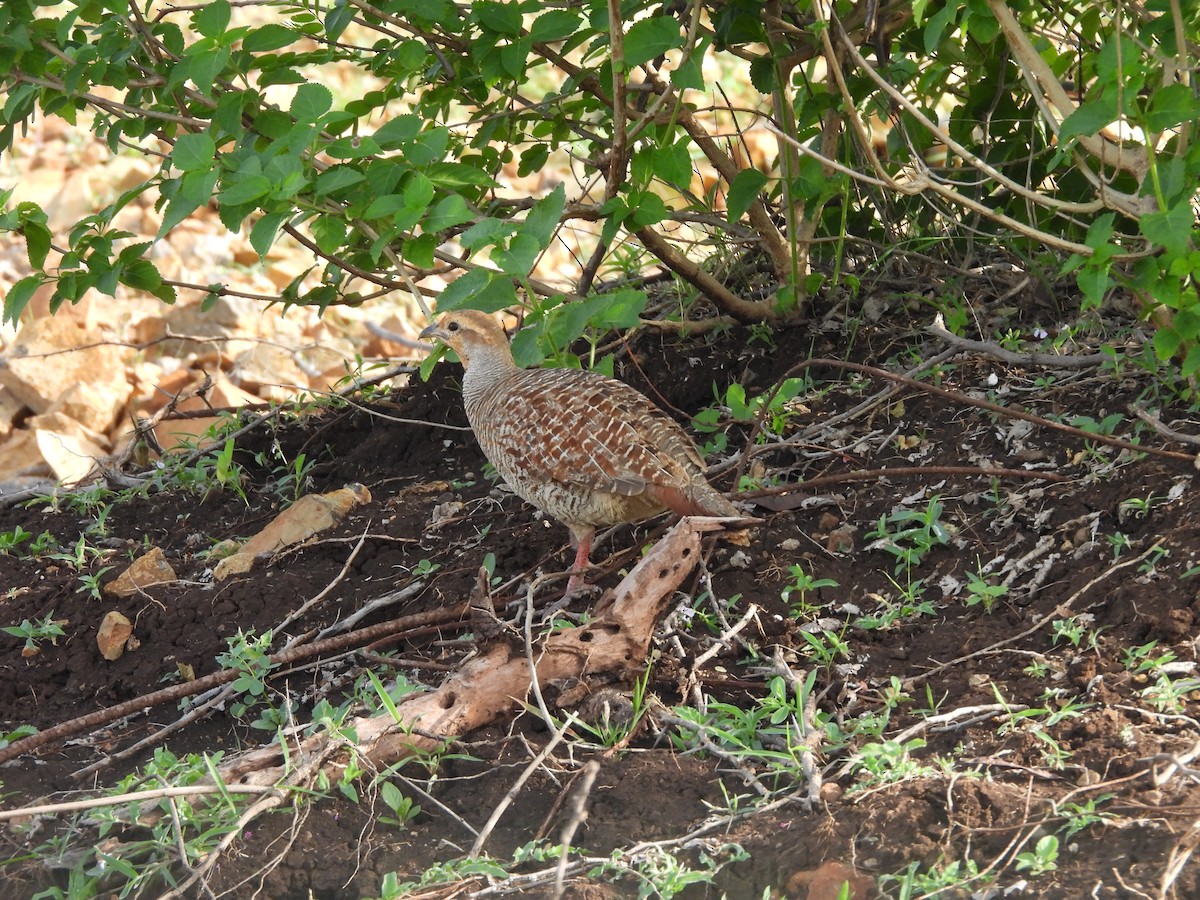 Gray Francolin - ML638188633