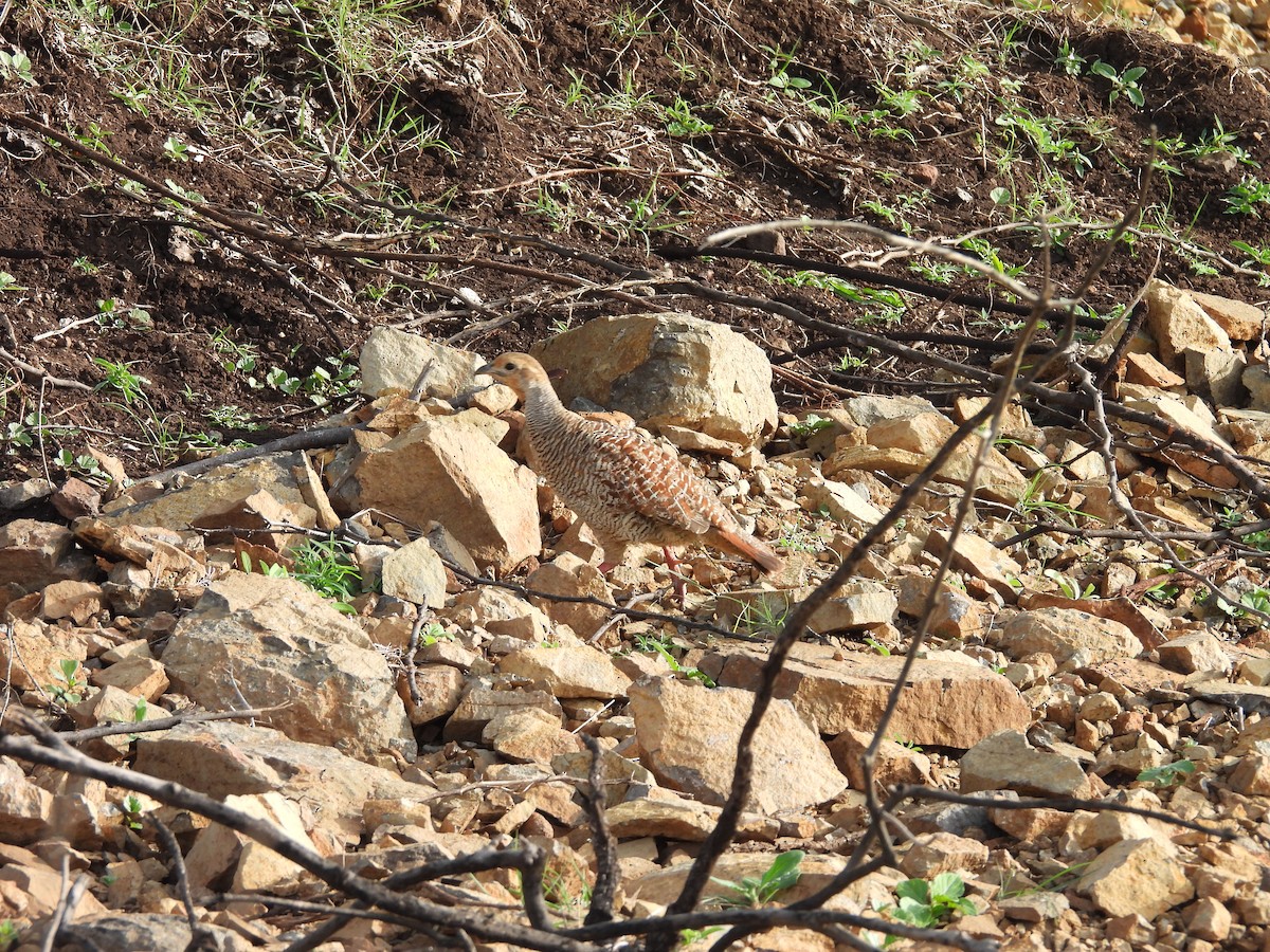 Gray Francolin - ML638188635