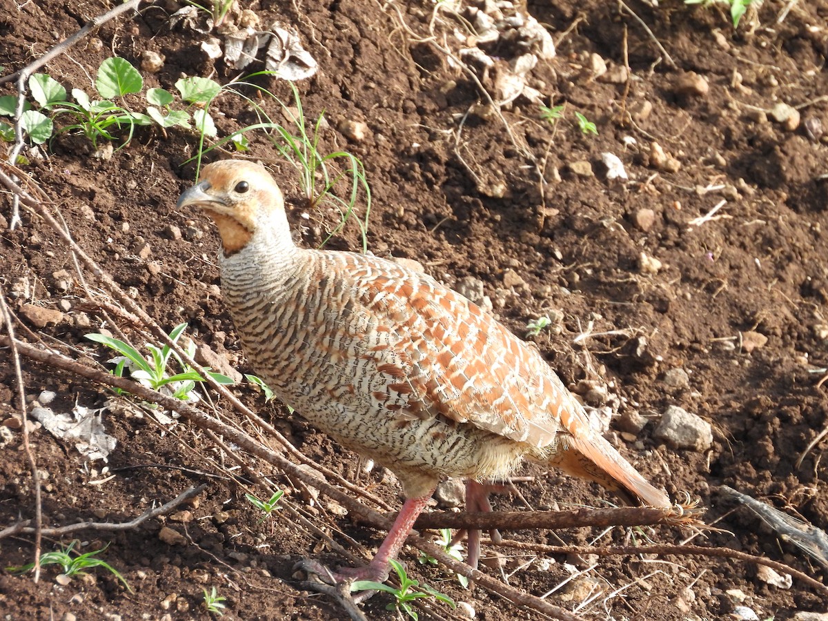 Gray Francolin - ML638188636