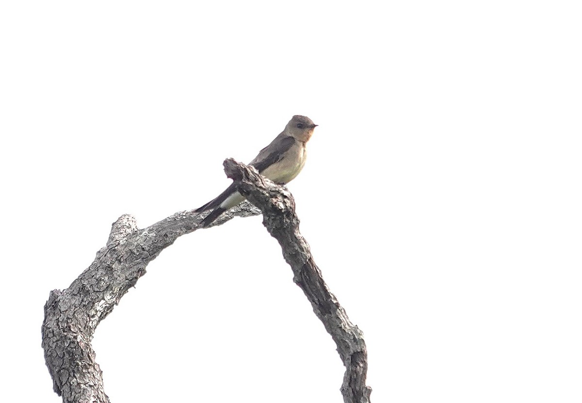 Southern Rough-winged Swallow - ML638188638