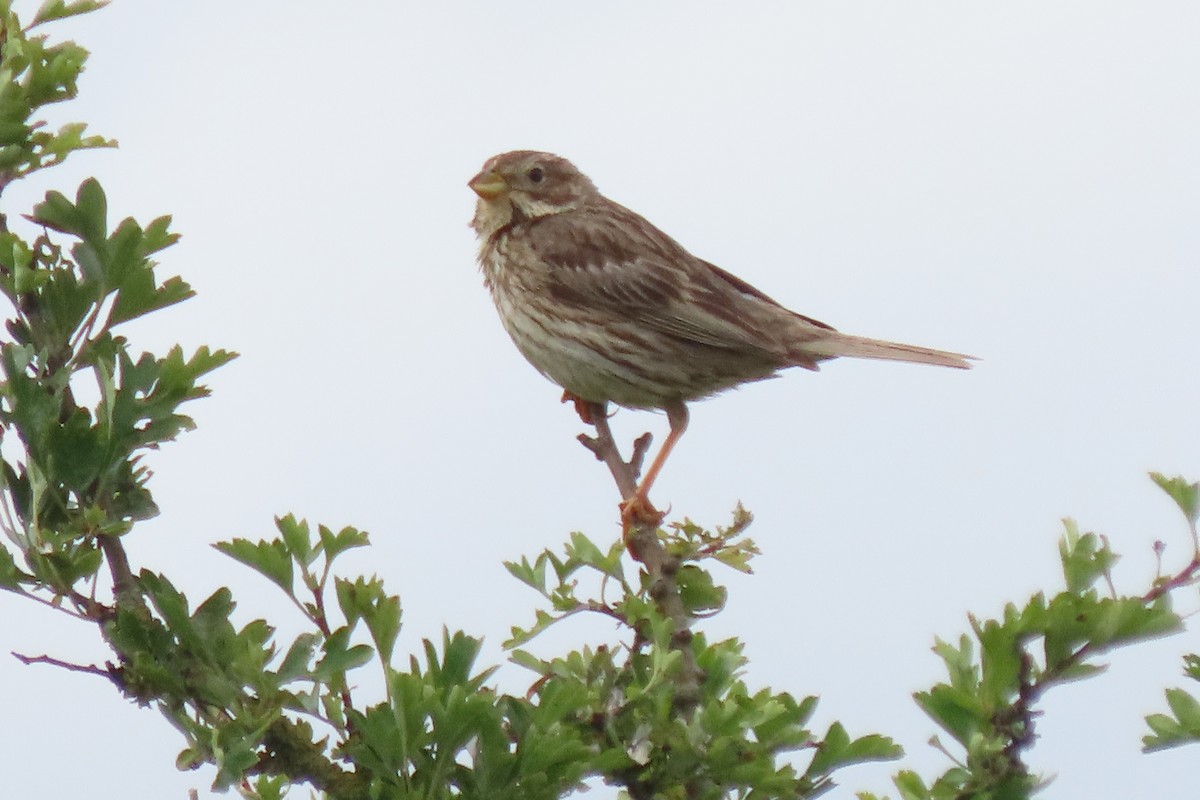 Corn Bunting - ML638188643
