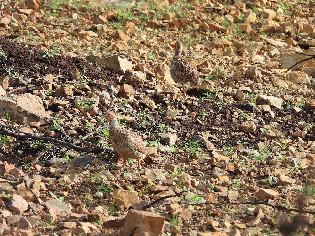 Gray Francolin - ML638188648