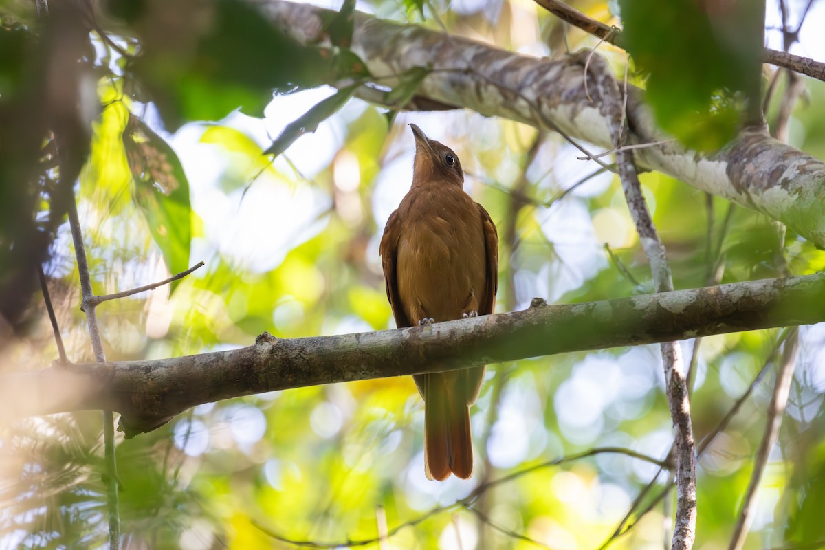 Rufous Piha - ML638188652