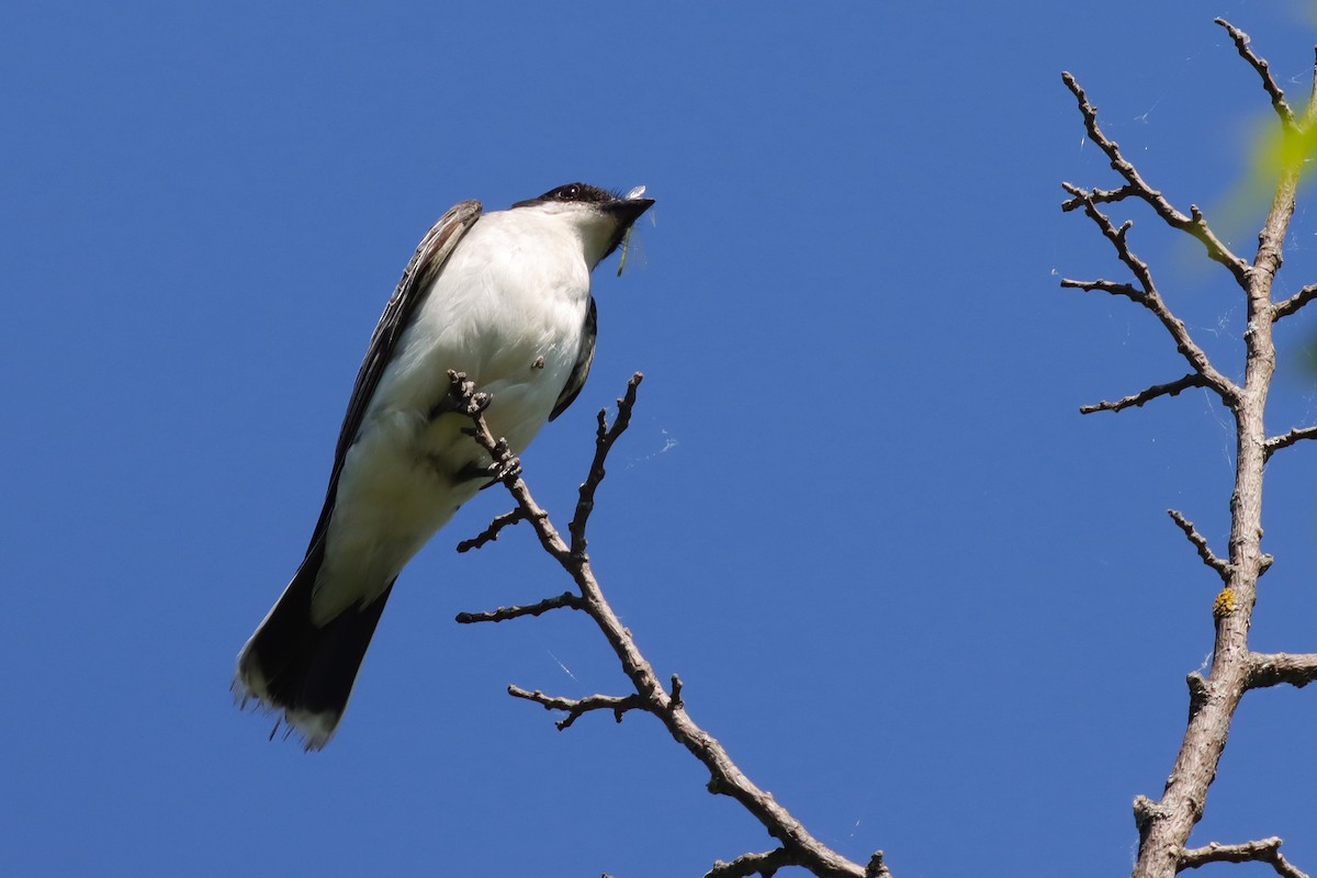 Eastern Kingbird - ML638188667