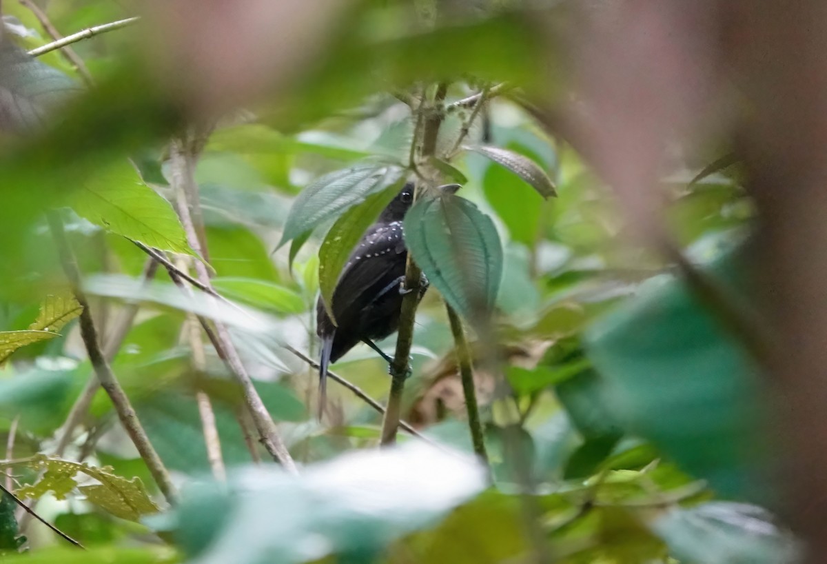 Black-hooded Antshrike - ML638188677