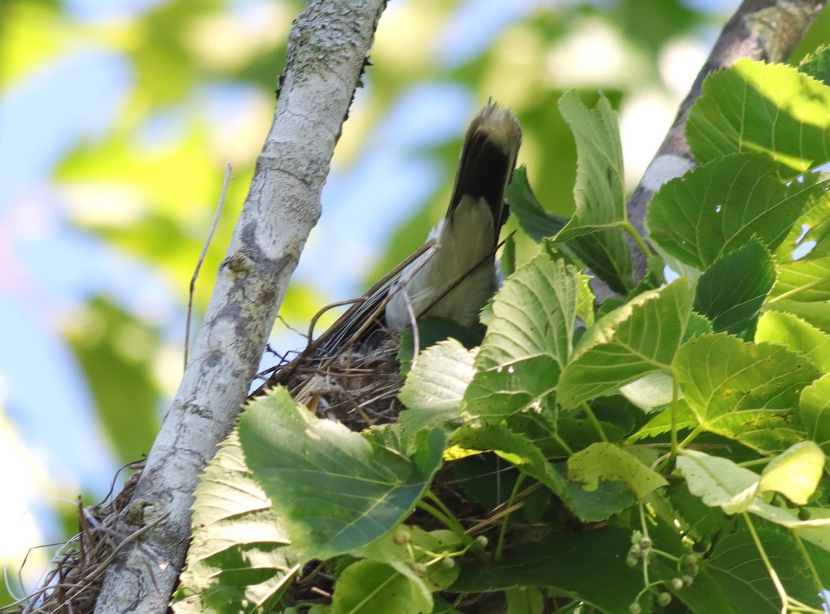 Eastern Kingbird - ML638188678