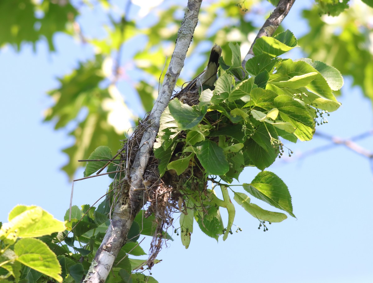 Eastern Kingbird - ML638188679