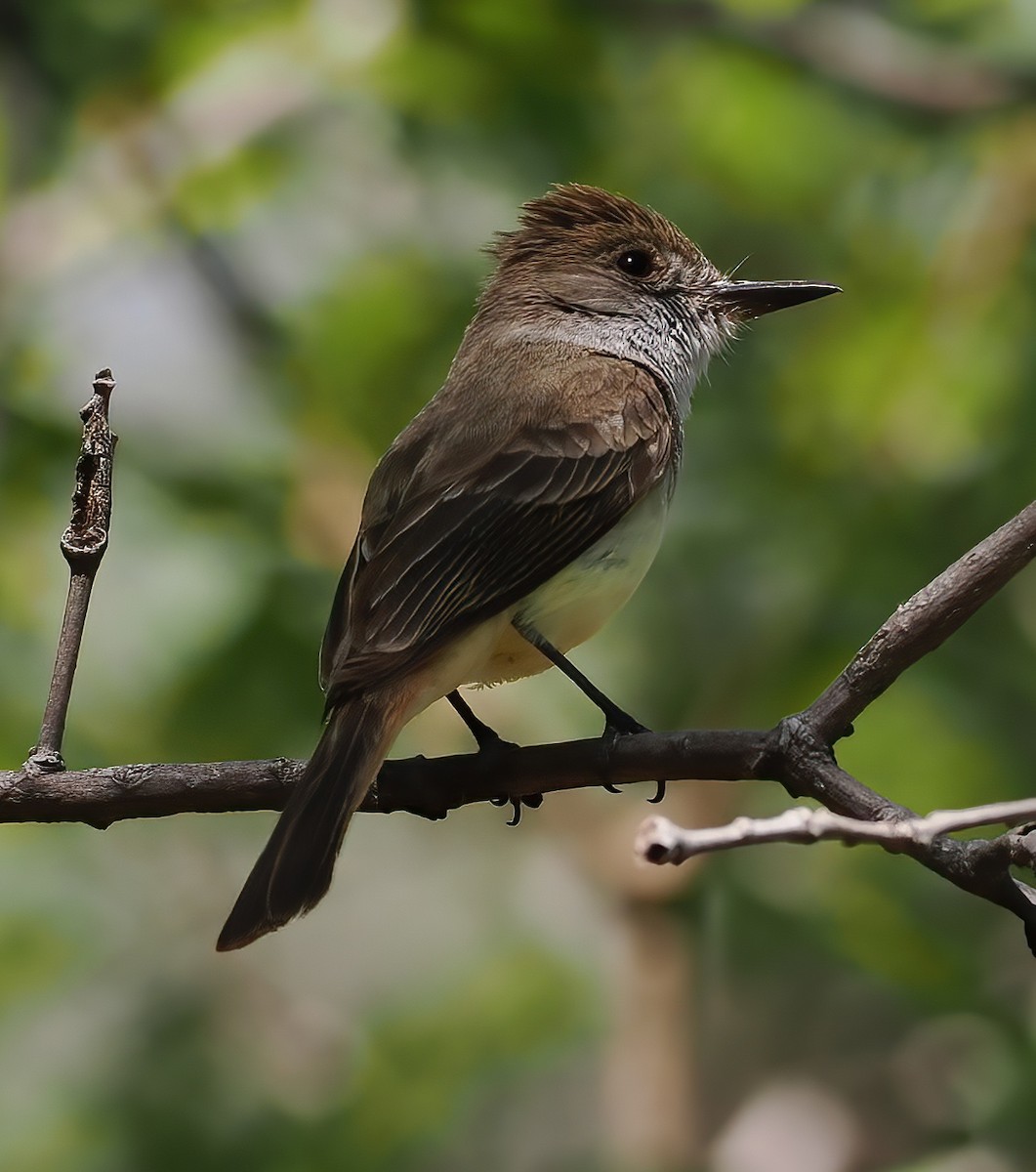 Dusky-capped Flycatcher - ML638188807