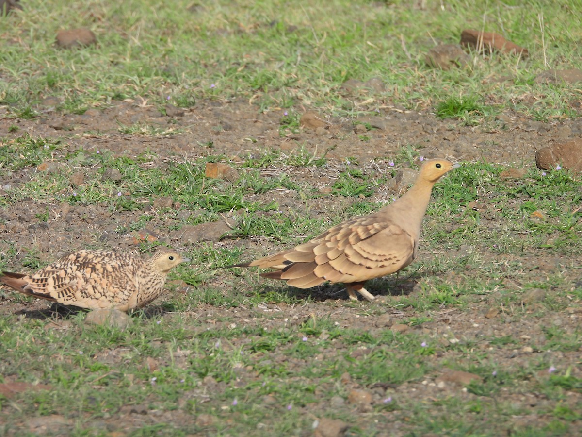 Chestnut-bellied Sandgrouse - ML638188838