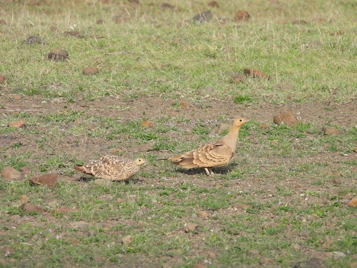 Chestnut-bellied Sandgrouse - ML638188839