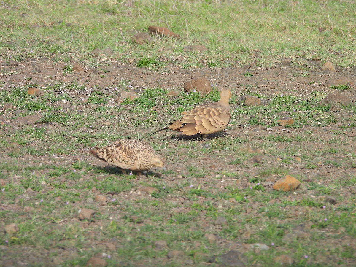 Chestnut-bellied Sandgrouse - ML638188840
