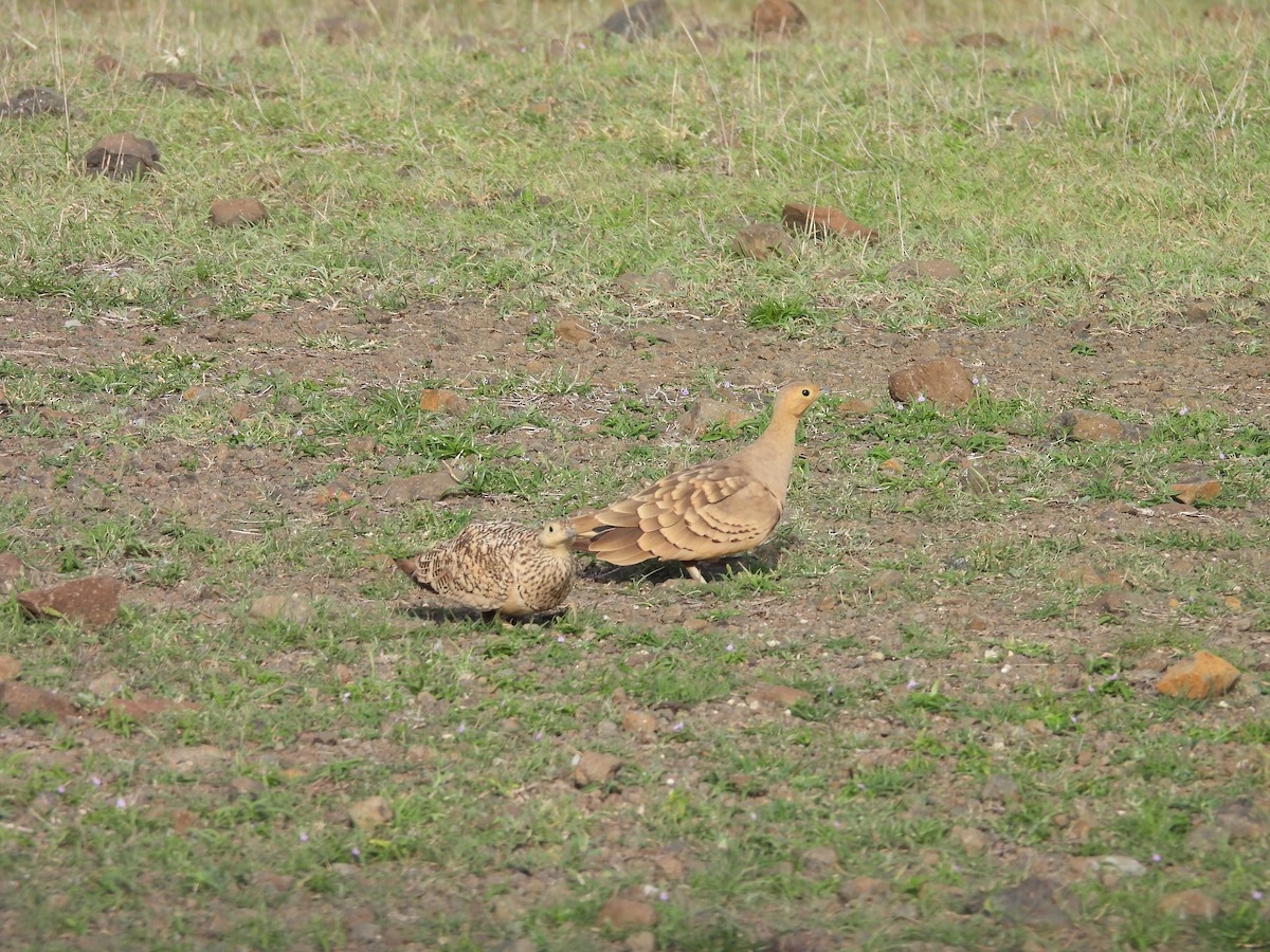 Chestnut-bellied Sandgrouse - ML638188842