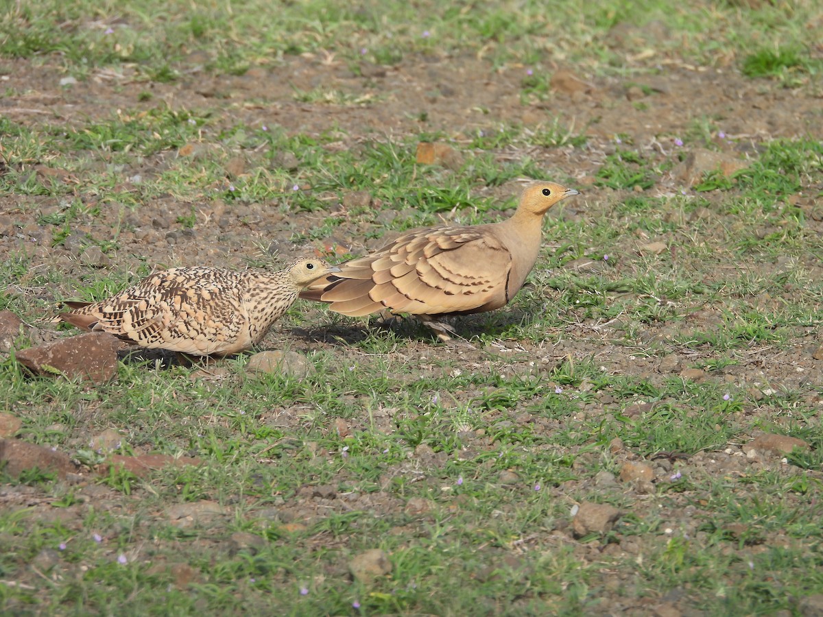 Chestnut-bellied Sandgrouse - ML638188843