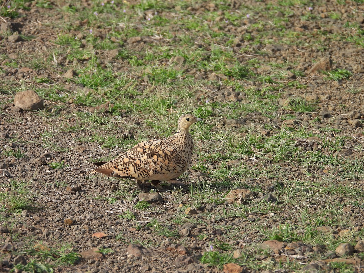 Chestnut-bellied Sandgrouse - ML638188846