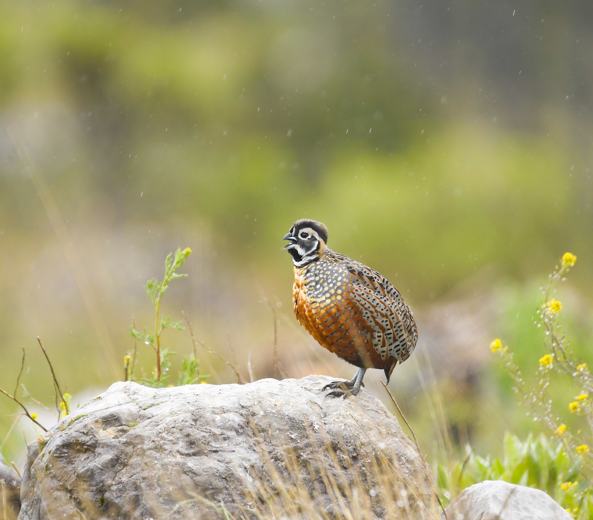 Ocellated Quail - ML638188849
